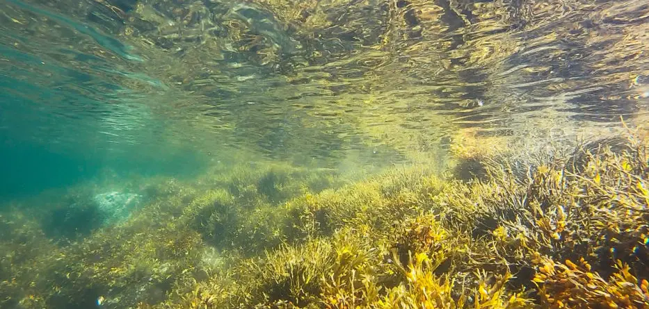 mitigating ocean acidification in santa monica bay with marine vegetation