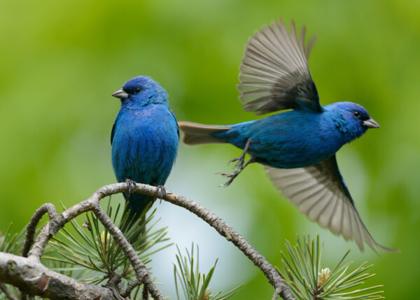 An indigo bunting before and after takeoff. | Photo via Flickr/JanetAndPhil