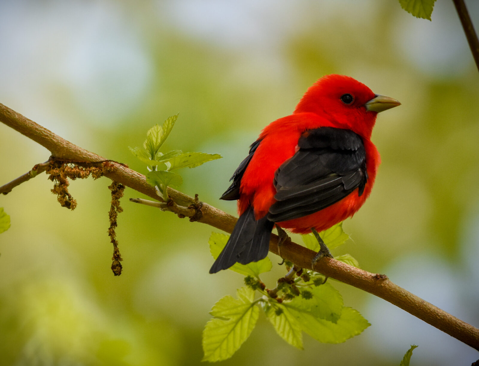 Scarlet tanagers breed across the Northeast U.S. but winter as far south as Bolivia. | Photo by Jen Goellnitz (via Flickr).