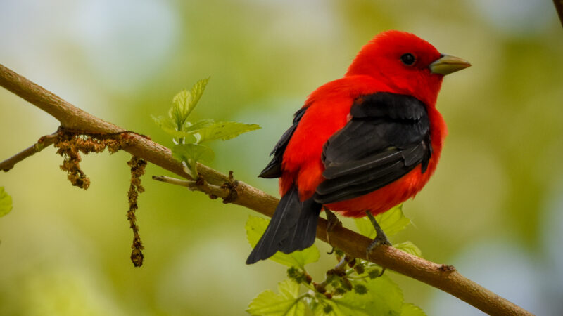Scarlet tanagers breed across the Northeast U.S. but winter as far south as Bolivia. | Photo by Jen Goellnitz (via Flickr).