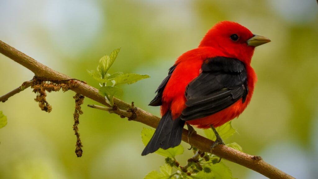 migratory songbirds’ travels disrupted by earlier springs