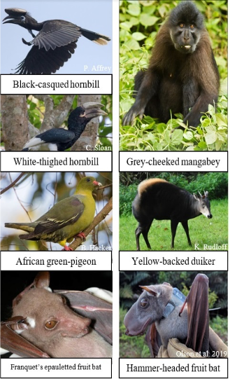 understanding seed disperser movements