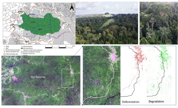 understanding seed disperser movements