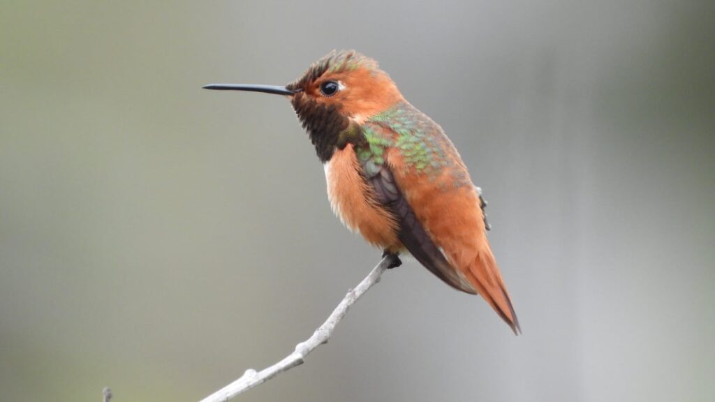 hummingbird