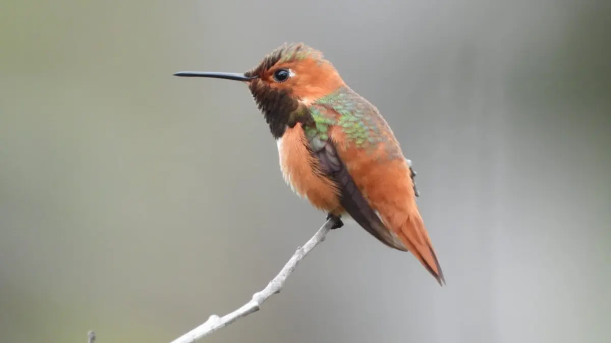 hummingbird