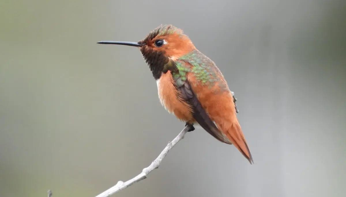 hummingbird