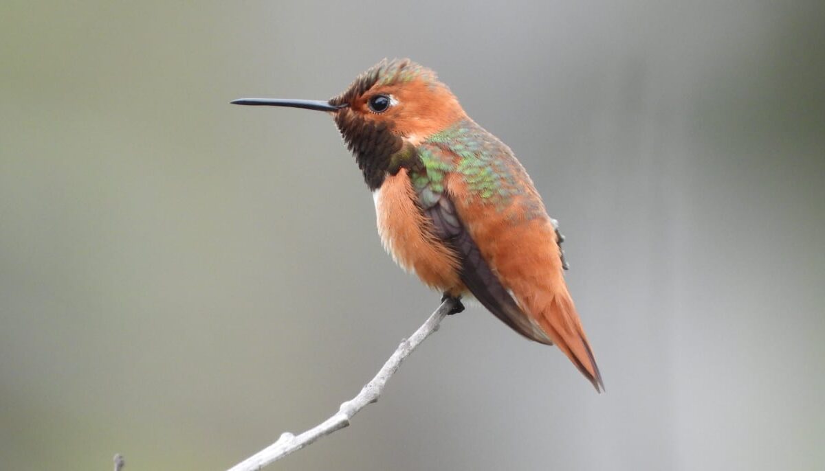 hummingbird