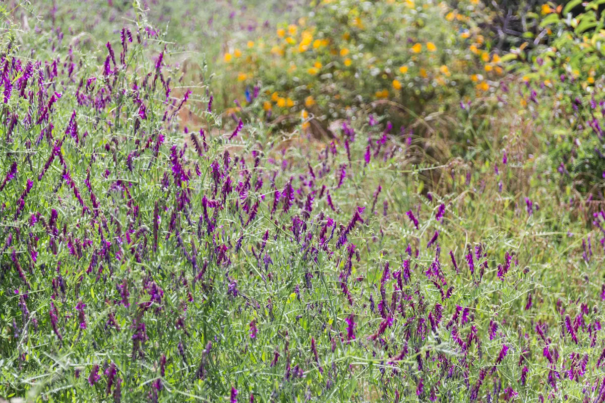 Purple wildflower spikes bloom across a grassy hillside, with orange and yellow blossoms in the background at Sage Hill.