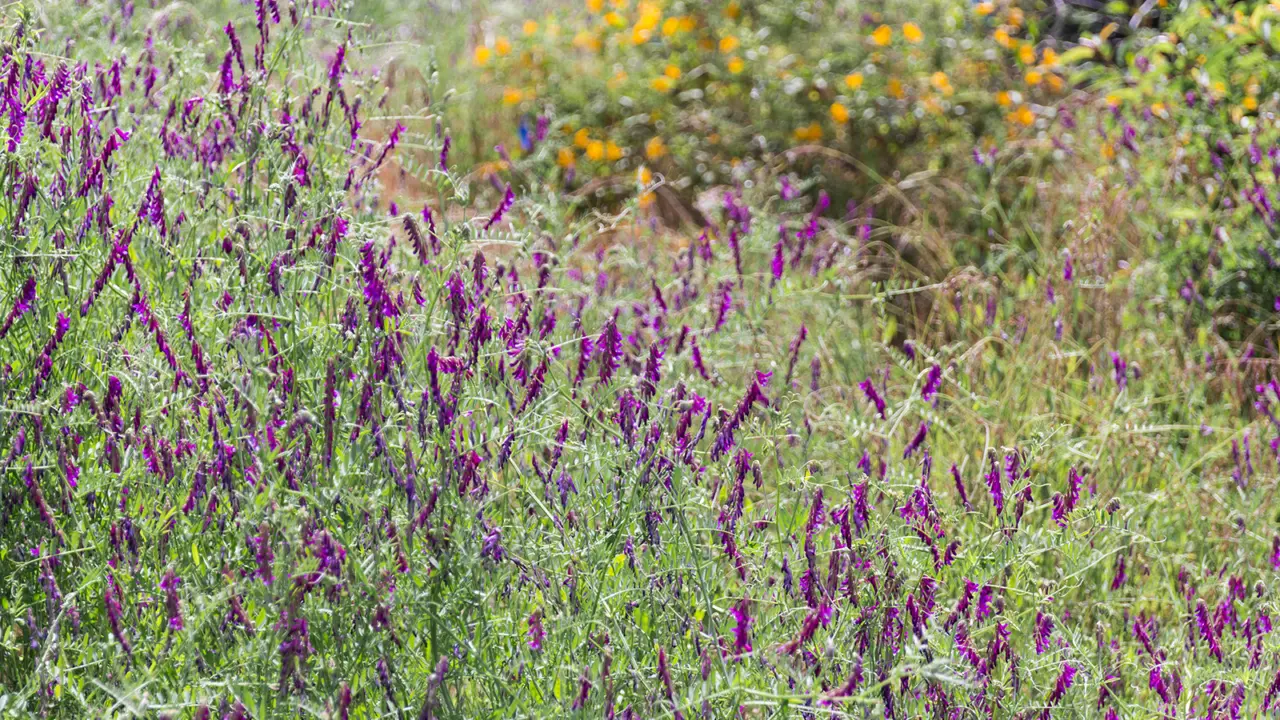 Daily Bruin: Sage Hill offers views of blooming California native plants, ecosystem