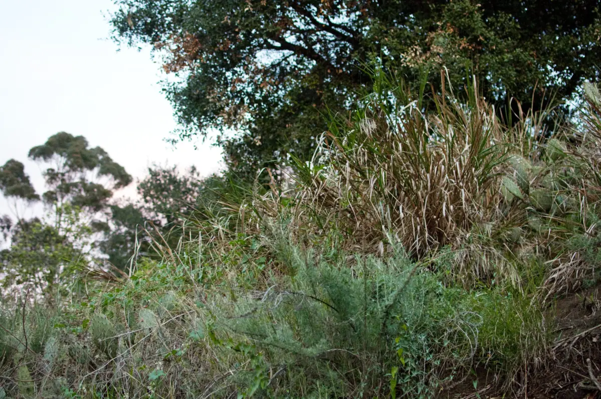 A hillside of native shrubs, dry grasses and sage under oak trees at Sage Hill on the UCLA campus.