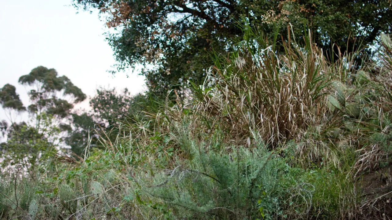 Daily Bruin: Sage Hill site facing pressure