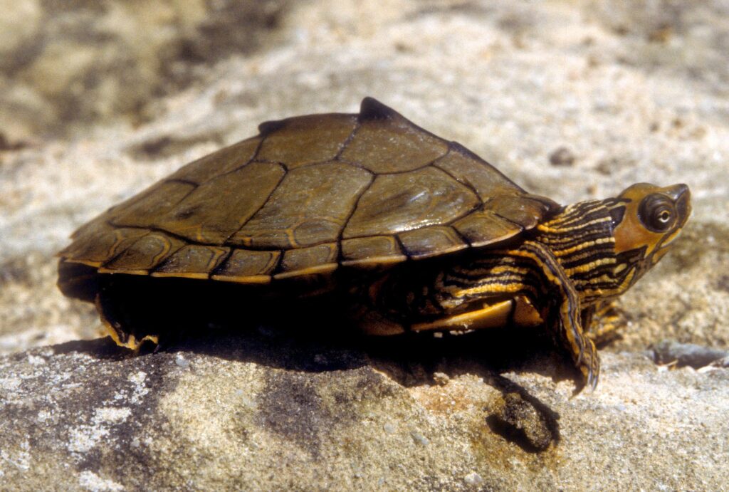 Alabama map turtle