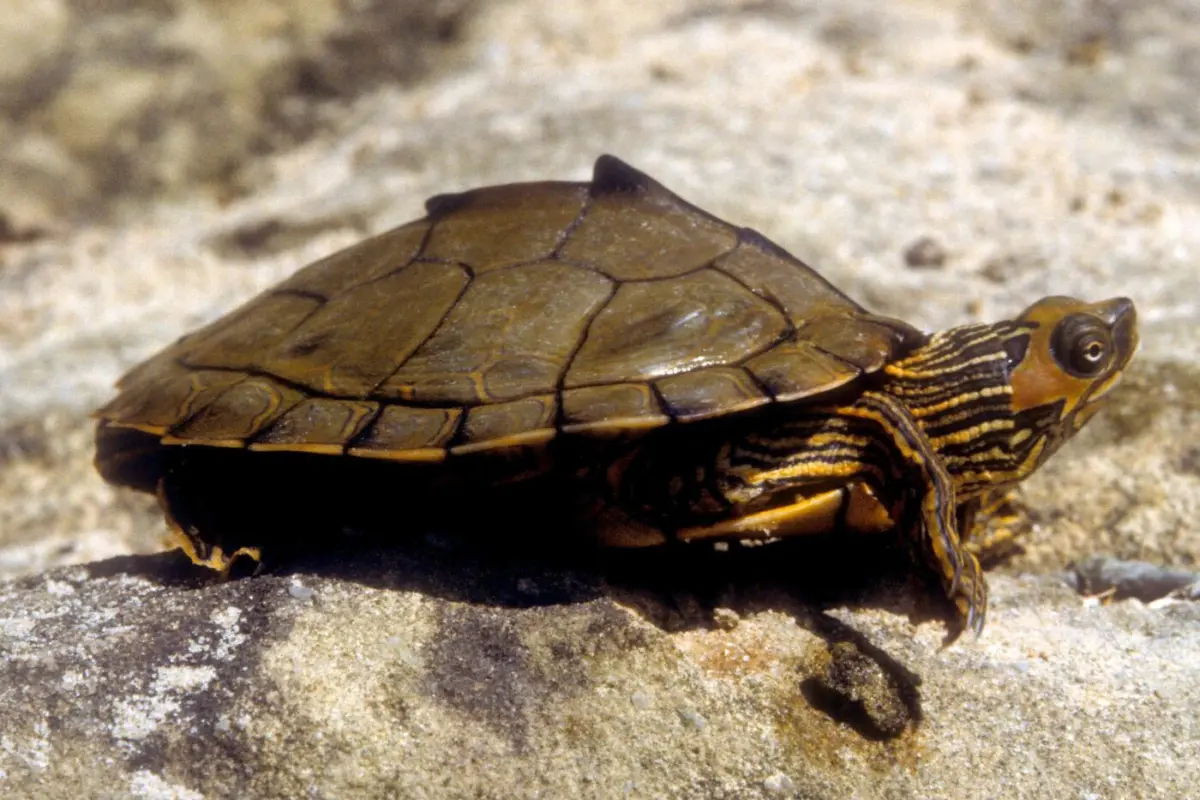 Alabama map turtle