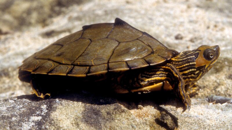 Alabama map turtle