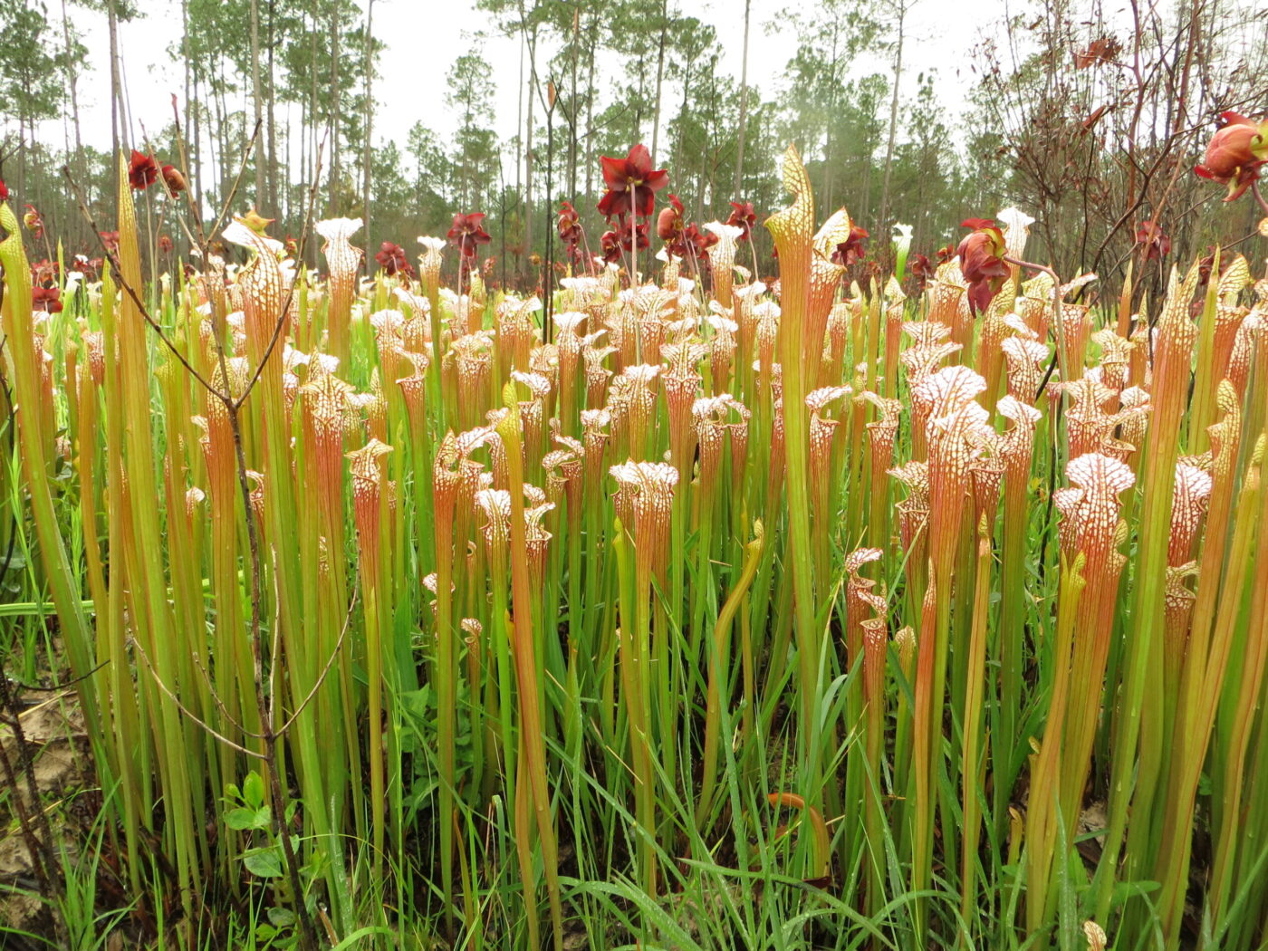 White pitcher plants (Sarracenia leucophylla) at Splinter Hill Bog Preserve, Alabama.