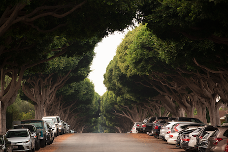 tree canopy tree cover