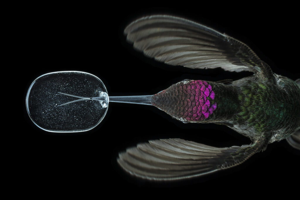hummingird