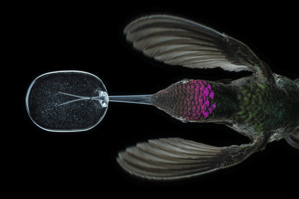 hummingird