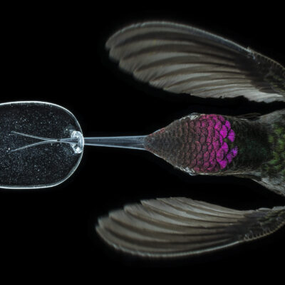 hummingird