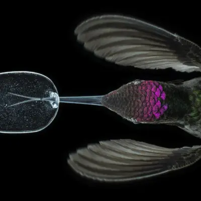 hummingird