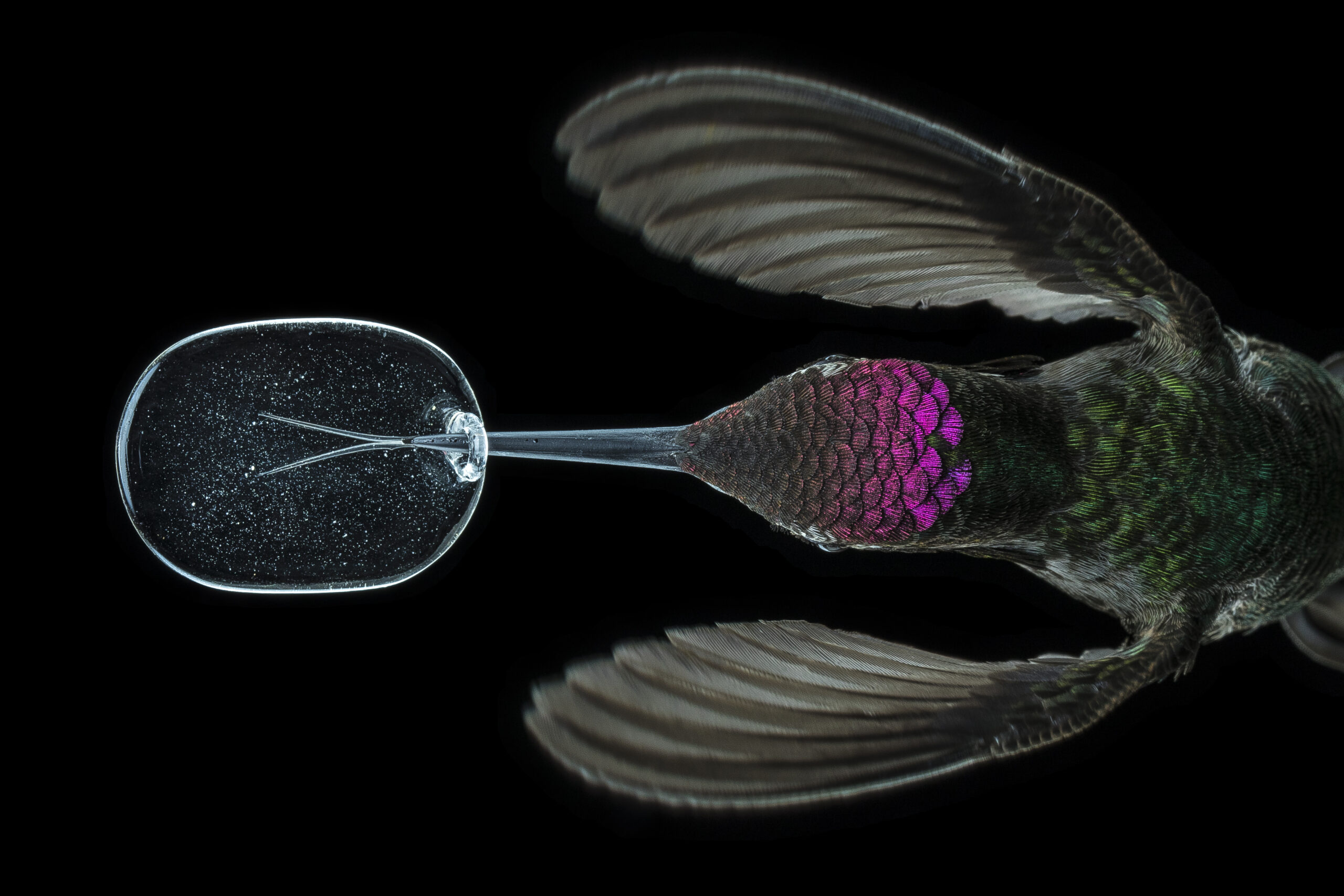 hummingird