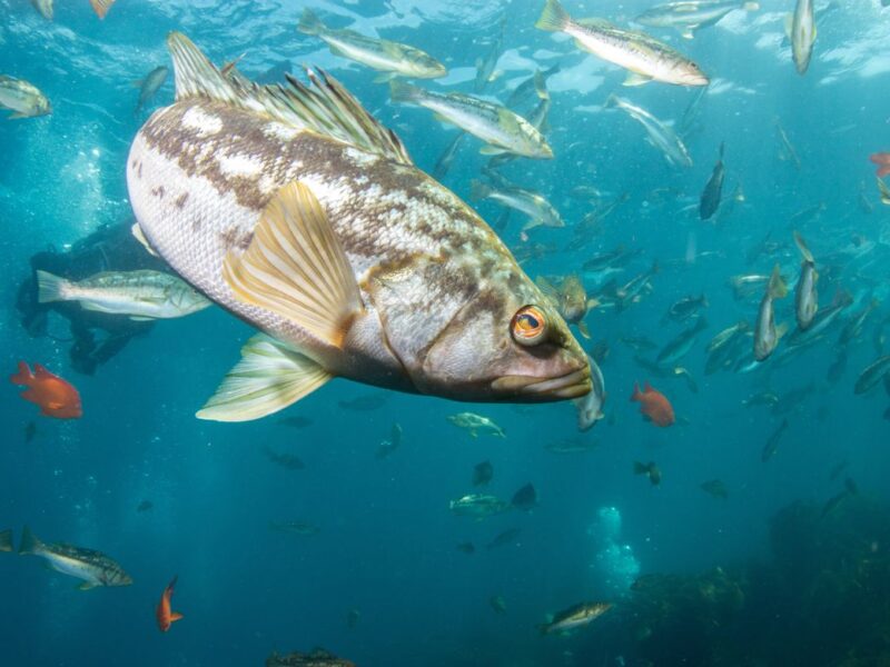 Kelpbassschool_hero