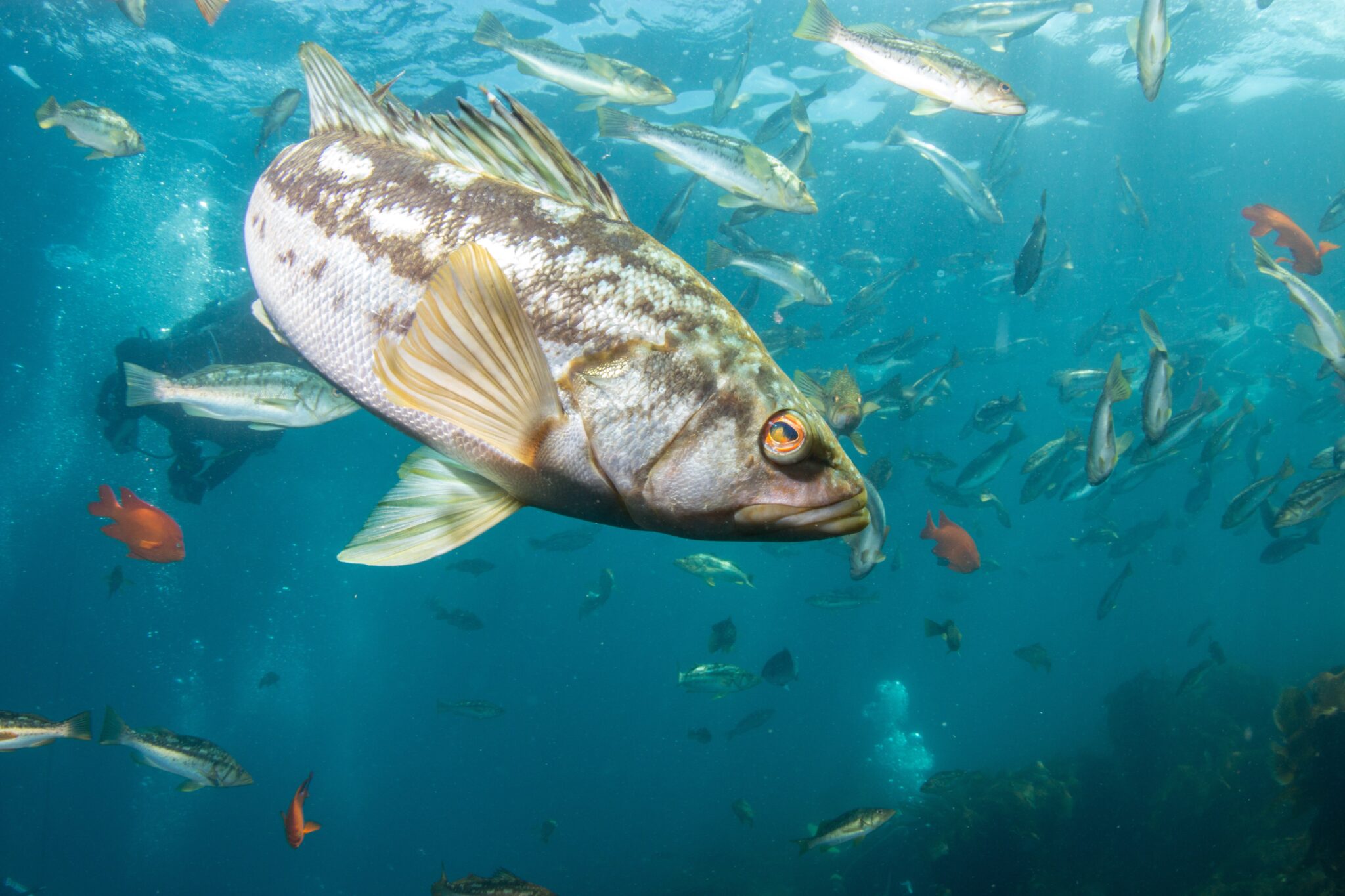 What's behind the toxic levels of mercury in tropical birds? Gold