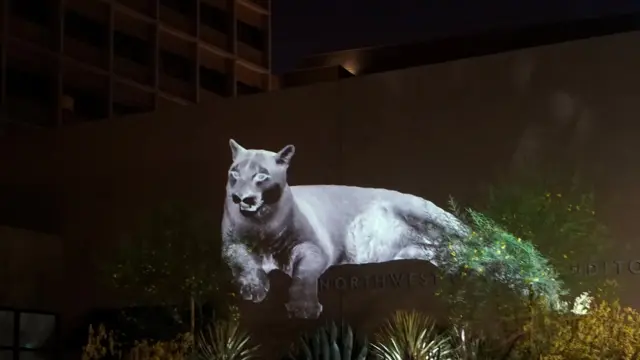Abstract photo of a mountain lion