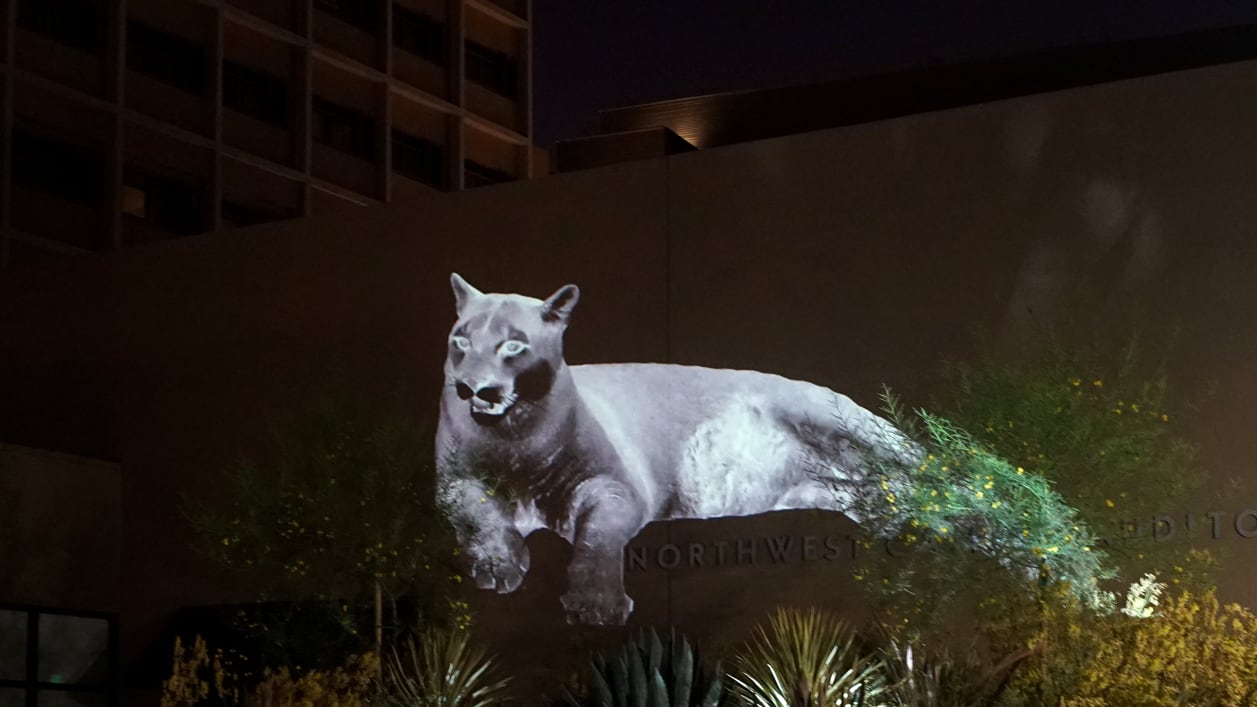 Abstract photo of a mountain lion