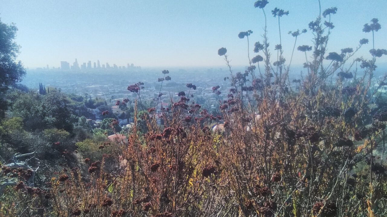 California-buckwheat