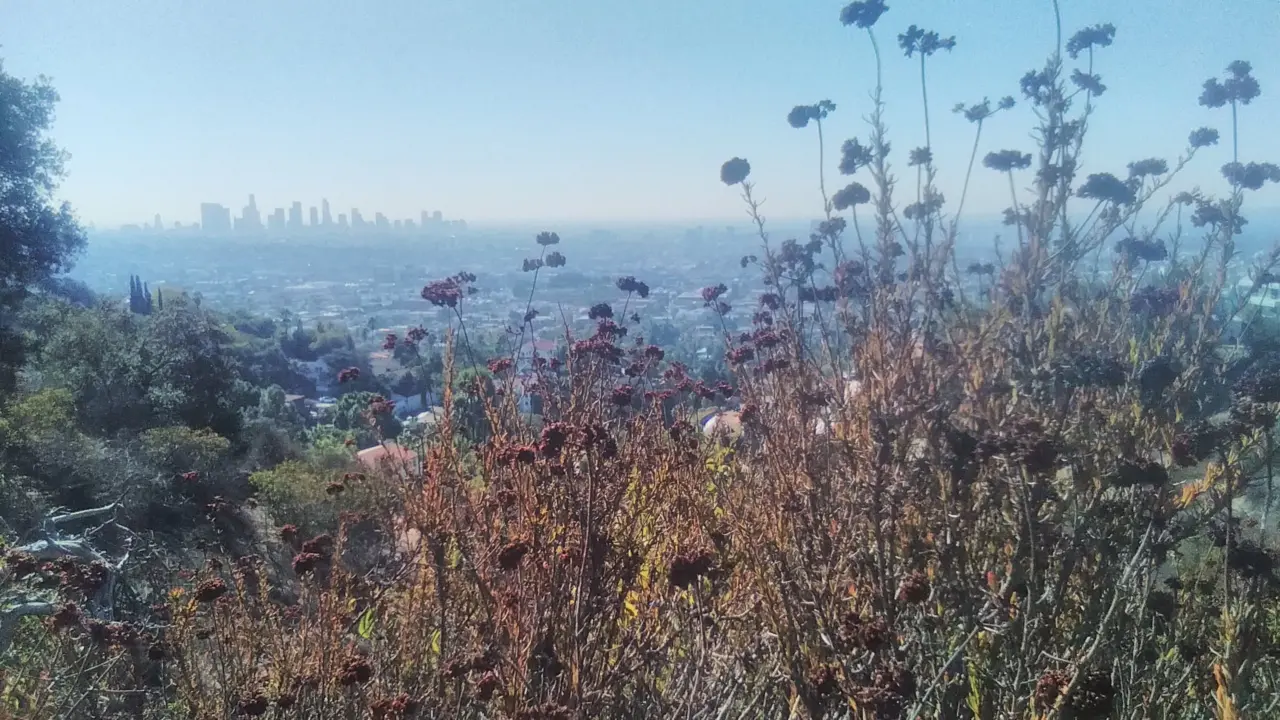 California-buckwheat