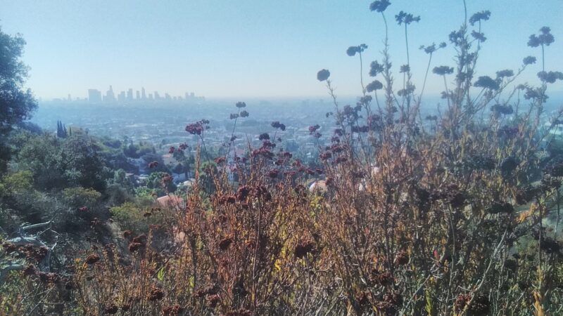 California-buckwheat