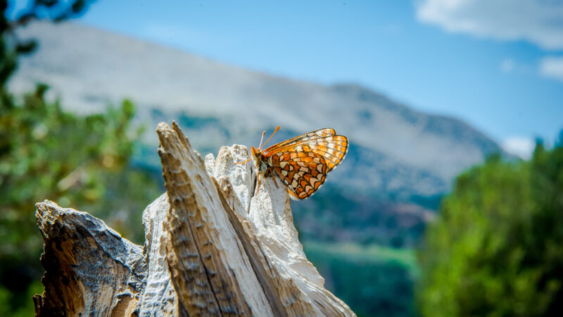 Euphydryas_editha_La_Kretz