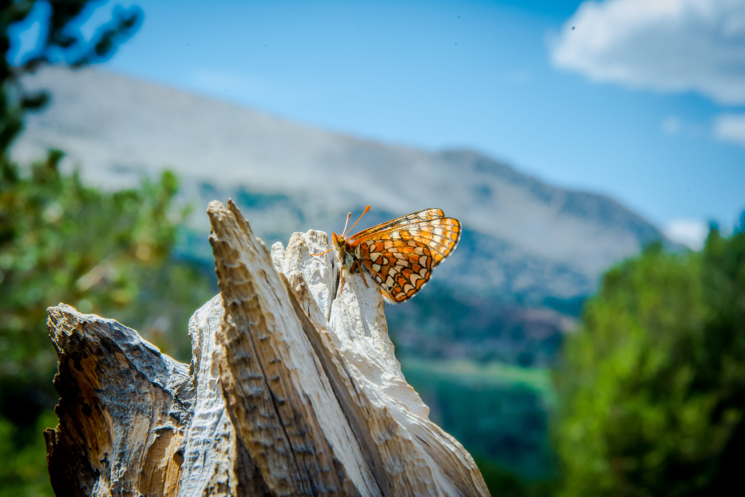 Euphydryas_editha_La_Kretz