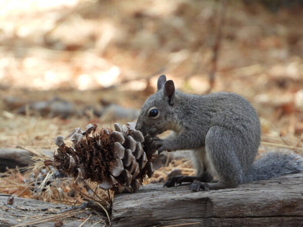 WesterngraysquirrelbyNuritKatz