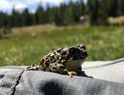 Yosemite-toad