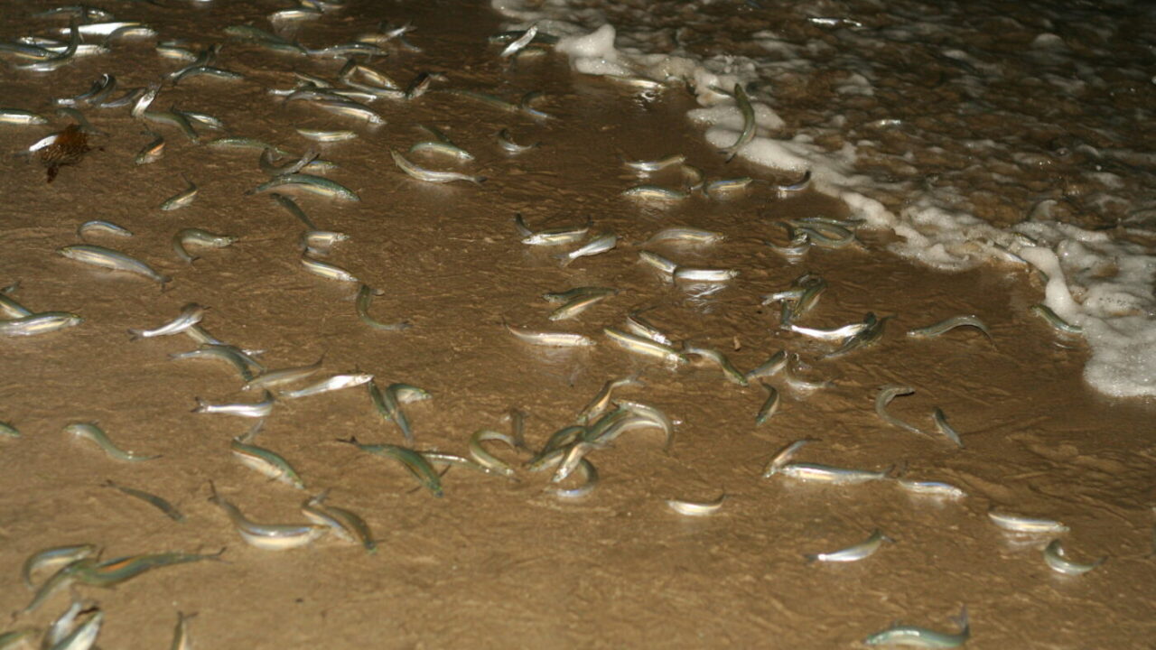 grunion_annannamouse_flickr
