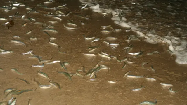 grunion_annannamouse_flickr