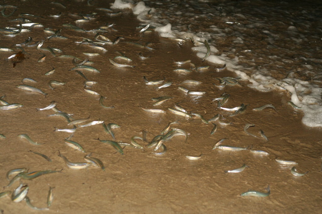grunion_annannamouse_flickr