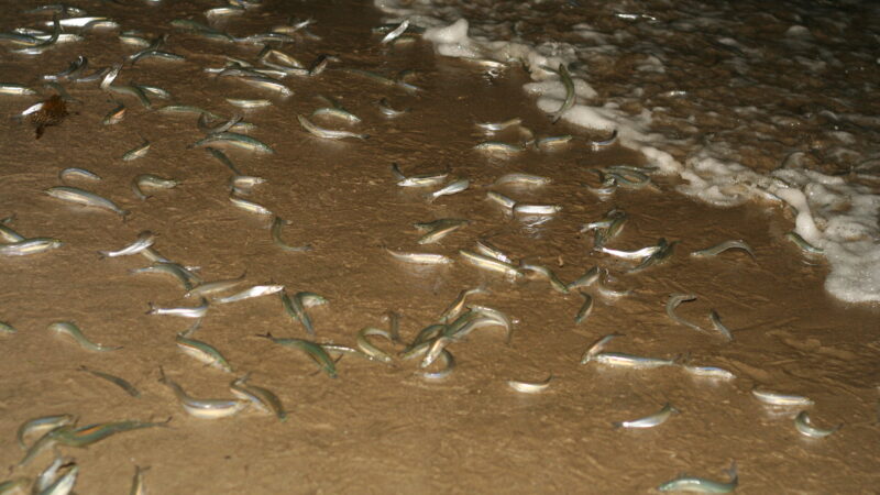 grunion_annannamouse_flickr