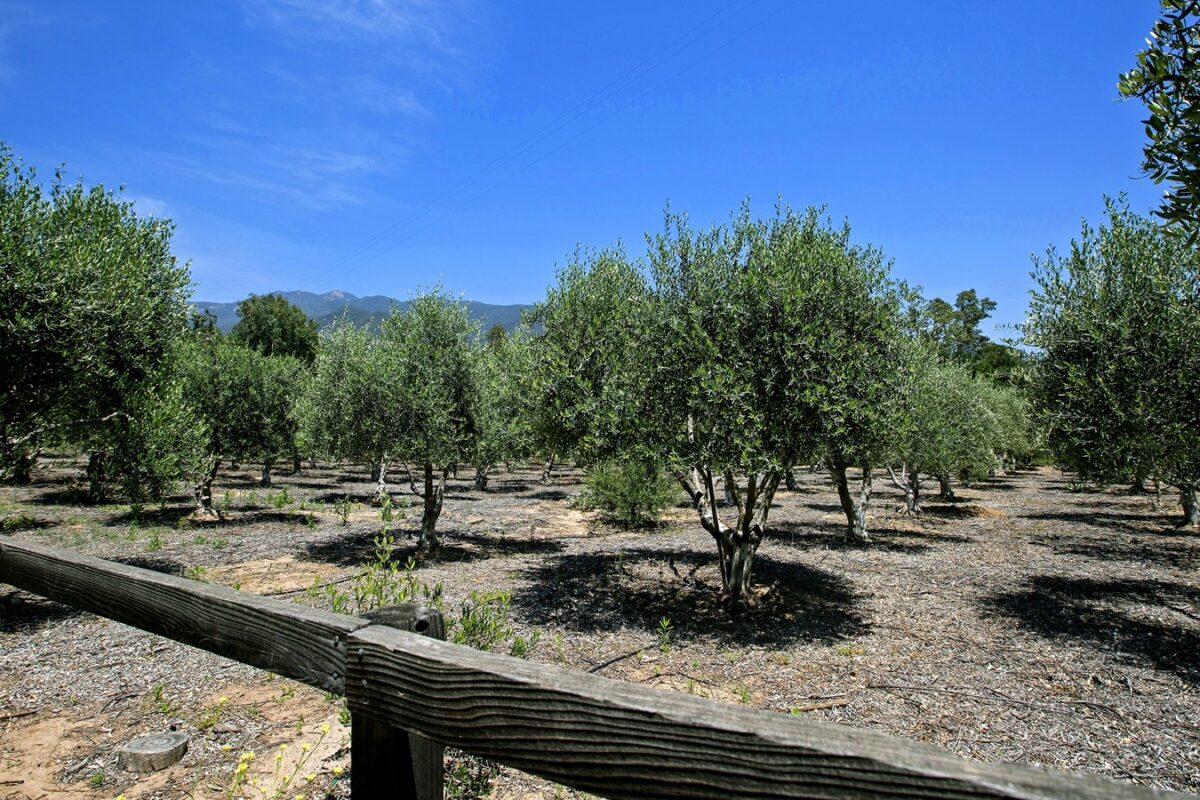 Ojai