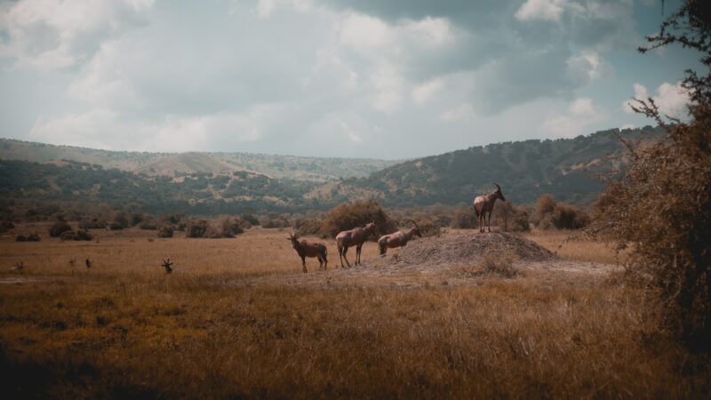 Akagera_National_Park_in_Rwanda