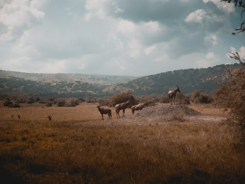 Akagera_National_Park_in_Rwanda