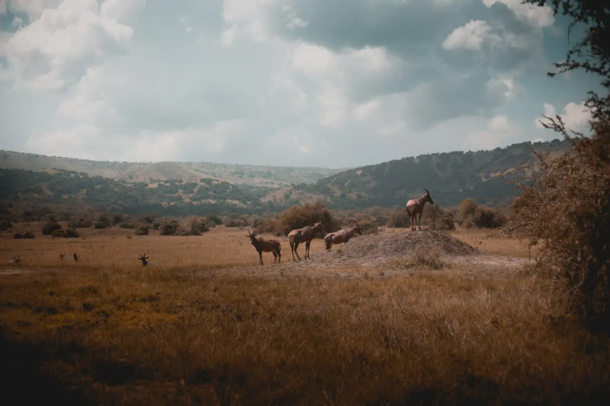 Akagera_National_Park_in_Rwanda