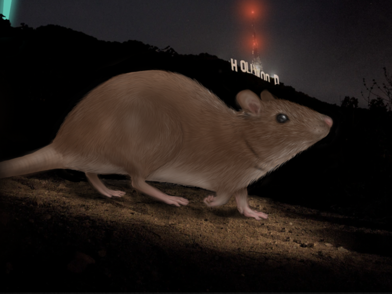 RatatHollywoodsign