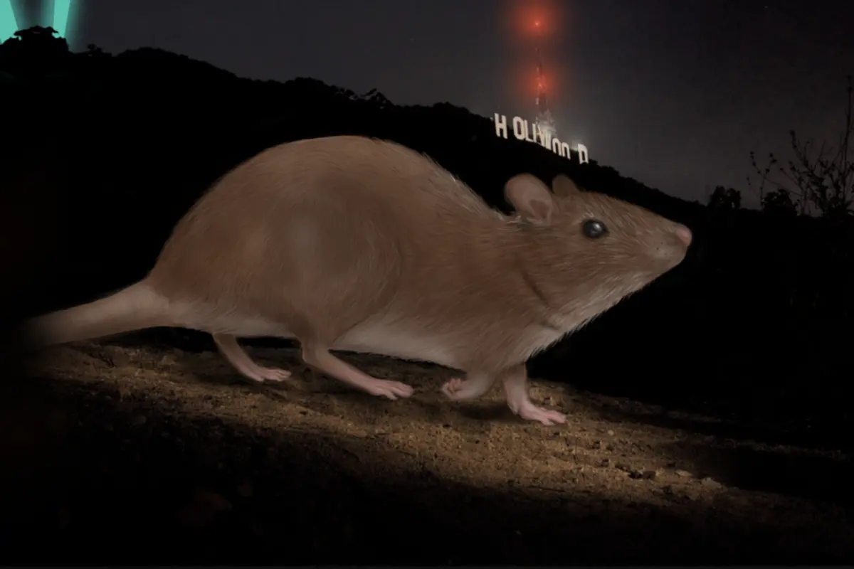 RatatHollywoodsign
