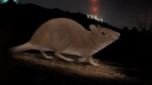 RatatHollywoodsign