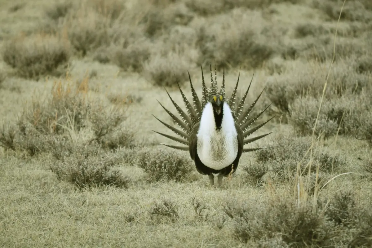 nature-grass-bird-meadow-prairie-wildlife--pxhere com_