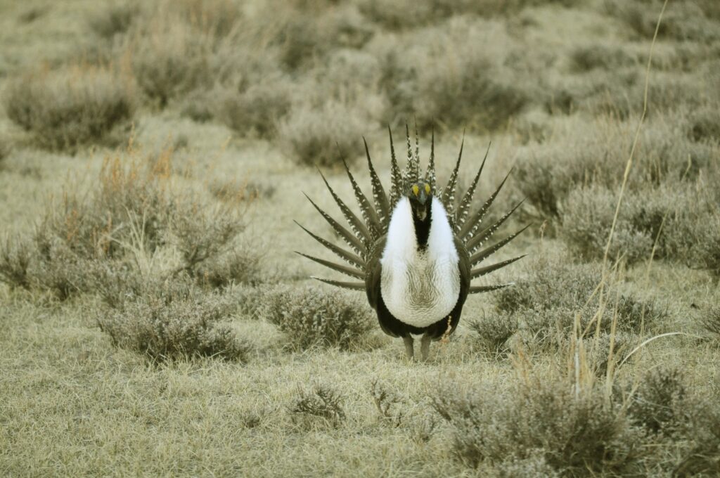 nature-grass-bird-meadow-prairie-wildlife--pxhere com_