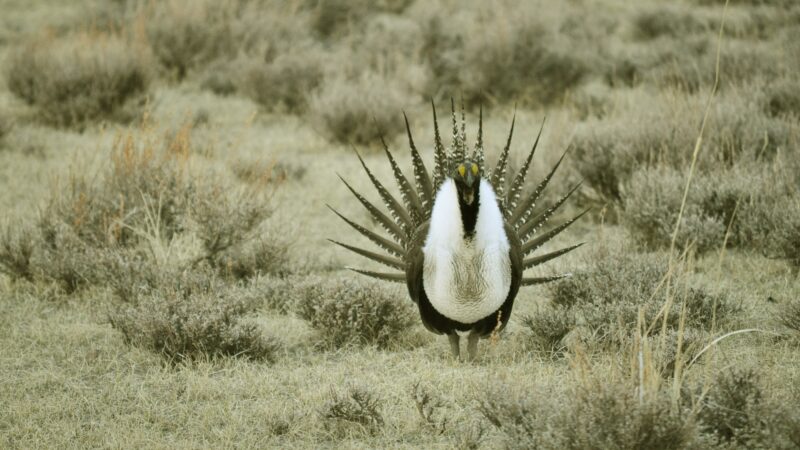 nature-grass-bird-meadow-prairie-wildlife--pxhere com_